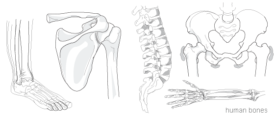 Medical Illustration