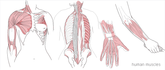 Medical Illustration