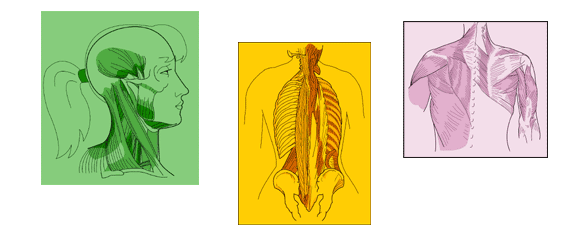 Medical Illustration